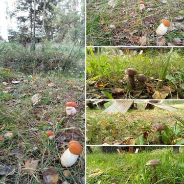 Фото номера Дом с 2 спальнями Дома для отпуска Брестская усадьба «Заезд Зубачи» г. Зубачи 164